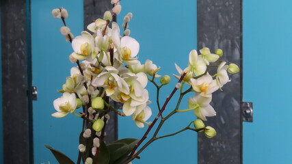 Weisse Orchidee als Stilleben