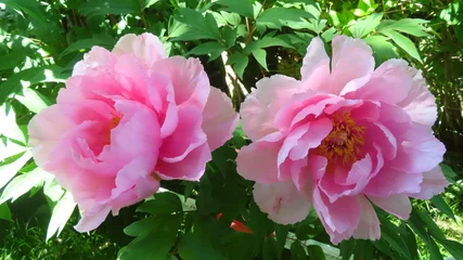 Fototapete Pfingstrosen Rosa Pfingstrosen in voller Blüte  © luechi2016