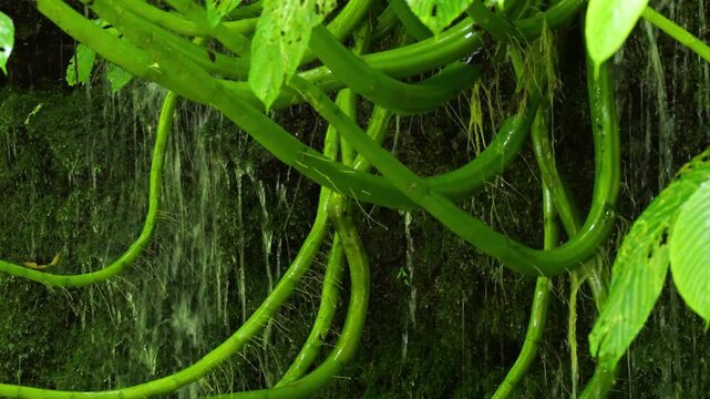 Closeup Of Soft Moss With Water Droplets. Calm Textured Moss With Subtle Water Flow In Green Tones. Detailed View Of Velvet Moss Featuring Delicate Water Trickle And Soothing Green Hues