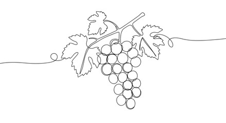 Naklejka premium Outline vector illustration of grapevine with clusters of ripe grapes and green leaves isolated on a transparent background for use in wine-related designs and educational purposes