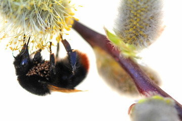 stone bumblebee with mites on Willow catkins