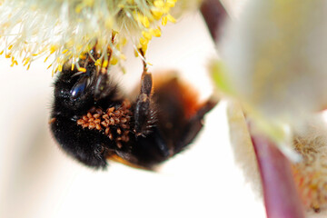 stone bumblebee with mites on Willow catkins