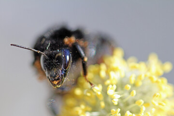 stone bumblebee with mites on Willow catkins