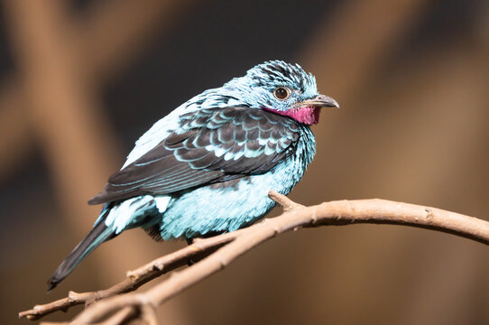 Vibrant spangled cotinga bird perched on branch in lush green rainforest environment