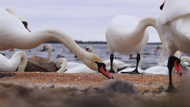 Wild Swans