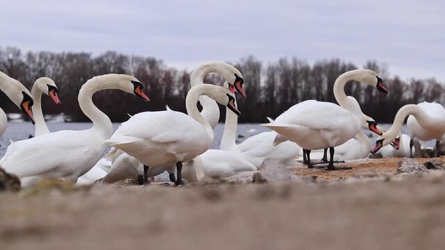 Wild Swans