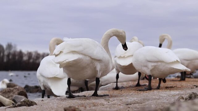 Wild Swans