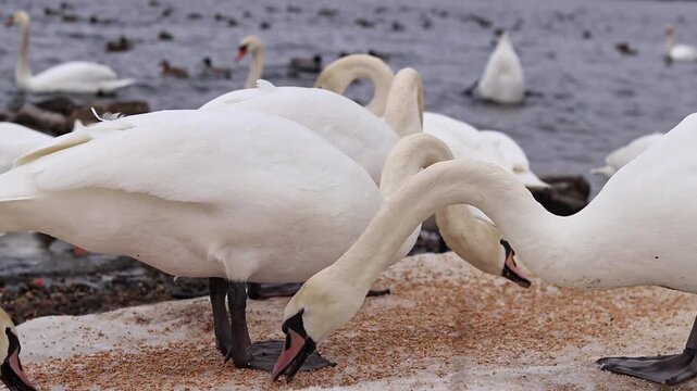 小物 WILD SWANS FULL GRAIN Wild Swans