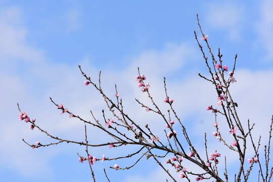 Flores de durazno 