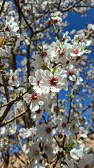 Naklejka premium Spring’s Delicate Awakening: The Almond Blossom