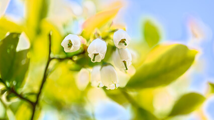 ブルーベリーの花