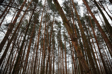 Fototapeta premium Day winter snow pine forest with the frozen trees. January wood nature under sky background