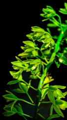 グラマトフィラムの花