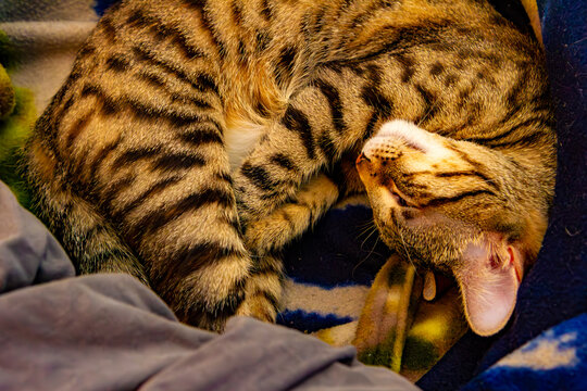 Chatte tigr&eacute;e roul&eacute;e en boule dans des plaids