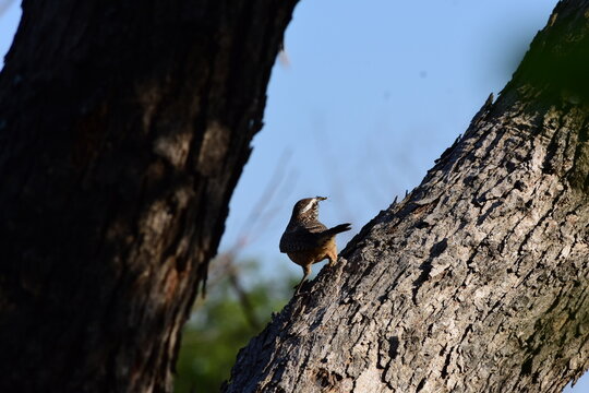 ave reposando en arbol