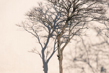 Fototapeta premium Leafless tree casting shadow on pale wall surface minimal composition