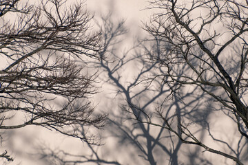 Obraz premium Intertwined bare branches creating complex shadows on wall