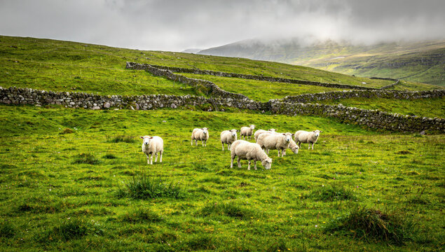 A group of sheep are eating grass in a green field. Stone walls run along the hills in the background. The sky is cloudy, making the scene look calm and fresh