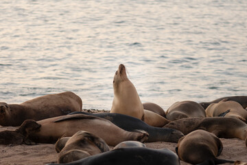 Colony of Galapagos sea lions resting on a sandy beach in the Gal&aacute;pagos Islands, Ecuador. One sea lion stands upright while others lie together near the ocean at sunset. Endemic marine mammals.