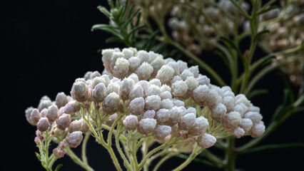 白のライスフラワー