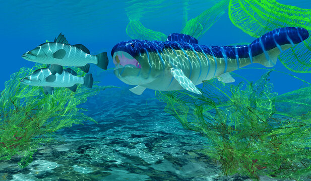 Dunkleosteus Fish Underwater - A Dunkleosteus fish attacks a couple of Barramundi fish during the Devonian Period.