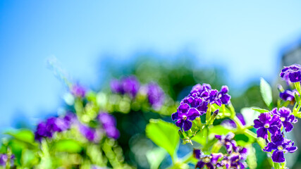 デュランタの花