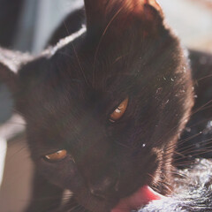 Black cat © Vanessa