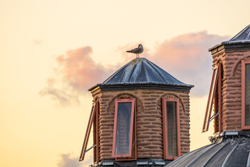 Seagull perched on historic rooftop turret at sunset in Istanbul © ZMD-Design