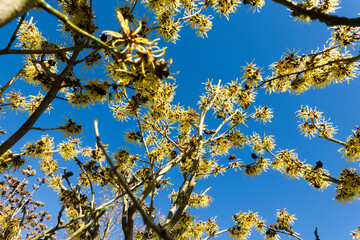 Obraz premium Zaubernuss (Hamamelis spec.) - Blüten in Nahaufnahme
