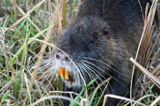 Nutria (Myocastor coypus)