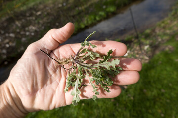 Gewöhnliche Greiskraut (Senecio vulgaris) © etfoto