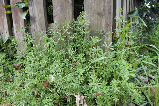 Kletten-Labkraut (Galium aparine)