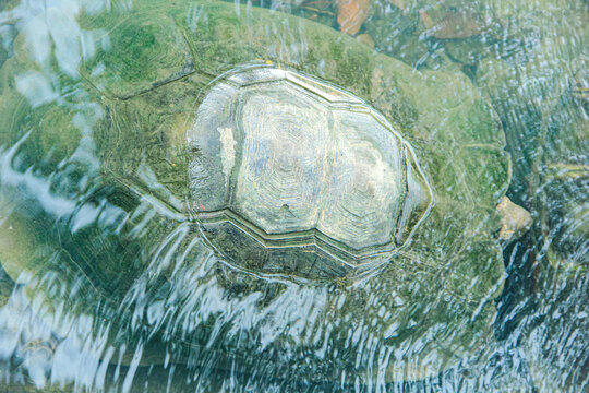 Turtle swimming in a serene body of water with visible shell and ripples