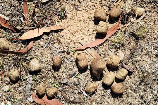 Southern Hairy-nosed Wombat latrine in South AUstralian bushland