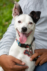 Portrait of a white dog with a black nose on a leash Jack Russell Terrier puppy in the hands of a...