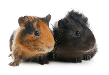 Cute funny guinea pigs on white background