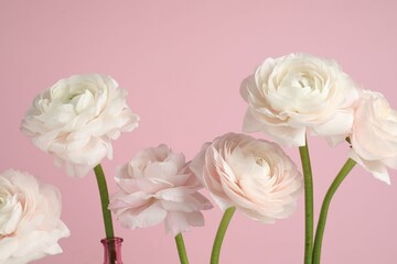 Obraz premium Beautiful ranunculus flowers on pink background, closeup