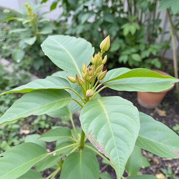 Barbasco or Dioscorea composita plant in the garden.
