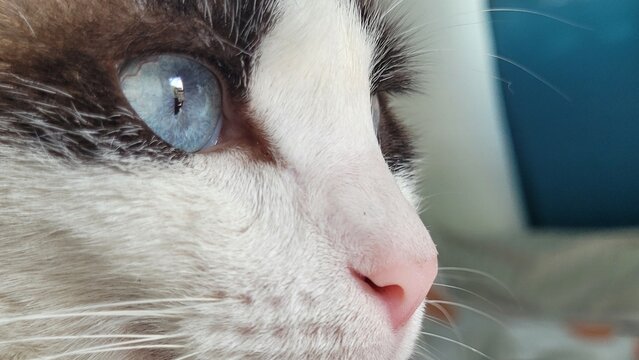 The cat has a bright blue eye and a pink nose surrounded by fine fur.