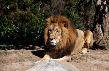 Obraz premium African Lion (Panthera Leo)
