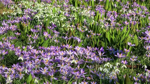 Flowers bloom in a garden showcasing purple and white colors during spring in a sunny location