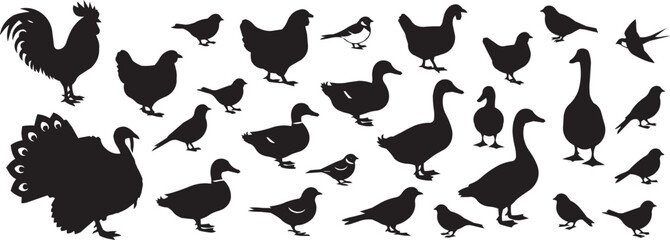 Collection of black bird silhouettes: peacock, rooster, chickens, ducks, geese, and small birds on a white background. © Moniruzzaman