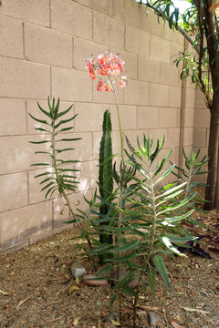 Blooming with red bell-like flowers Kalanhoe succulent also known as Alegator Plant or Mother of Thousands and hiding behind it columnar Cereus cactus in xeriscaping garden in spring, Phoenix, AZ