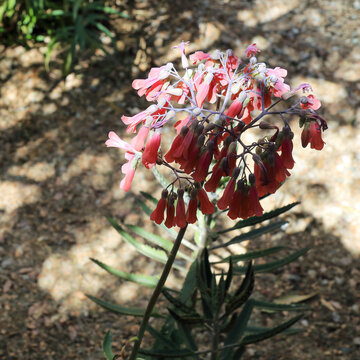 Red bell-like flowers on tall and thin stem of Kalanhoe succulent also known as Alligator Plant or Mother of Thousands in xeriscaping garden in spring, Phoenix, AZ