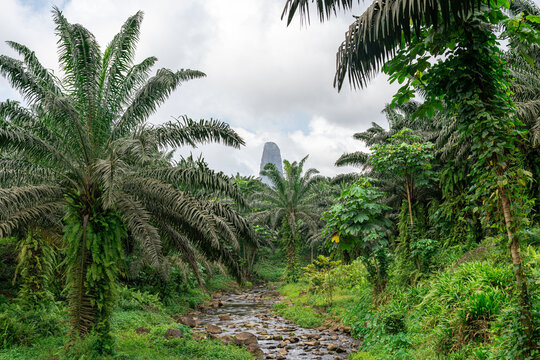 The Pico C&atilde;o Grande volcanic plug towering over a lush palm oil plantation and a rocky stream in S&atilde;o Tom&eacute; and Pr&iacute;ncipe, captured in a wide-angle eye-level shot.