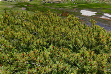 Close up of Pinus pumila, the Japanese stone pine or creeping pine, grows at an elevation of 2,450 meters
