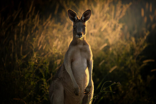 Young Male Eastern Grey Kangaroo enjoying the afternoon sun at Wacol in Brisbane, Queensland.