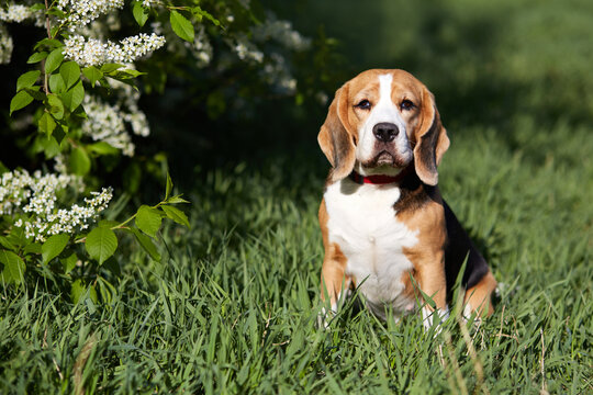 A cute beagle dog is sitting in the green grass by a flowering cherry bush
