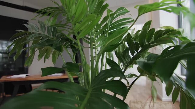 Lush green houseplant with broad leaves fills a room corner