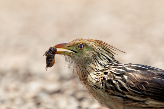 Guira cuckoo (Guira guira) holding spider prey, Pantanal Brazil
